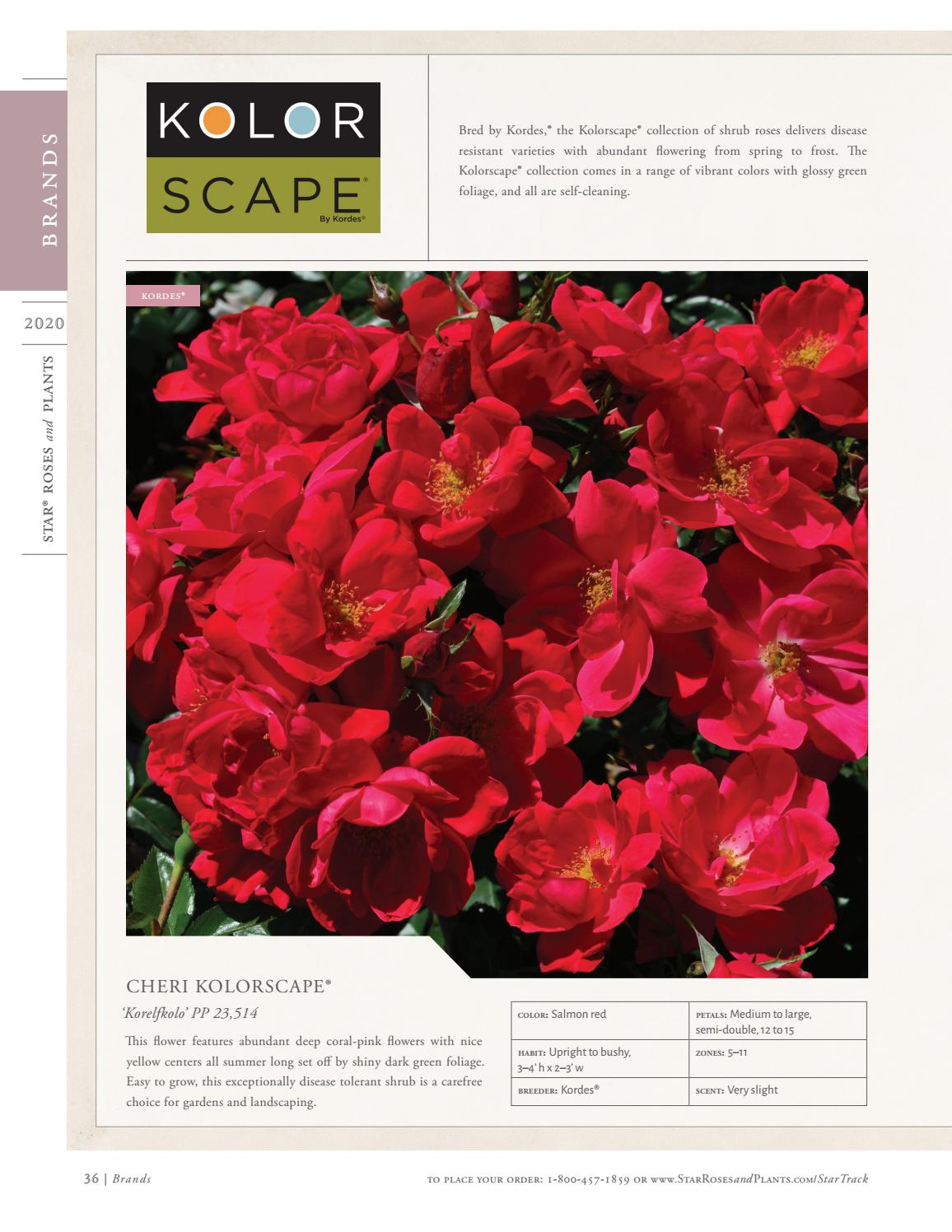 2020 Star® Roses and Plants Catalog by Star® Roses and Plants Issuu