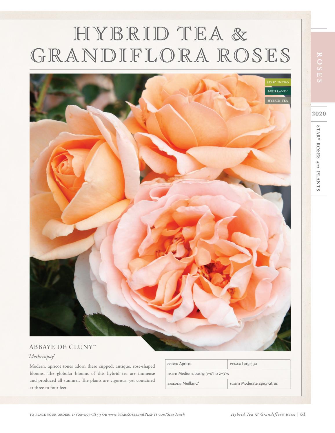 2020 Star® Roses and Plants Catalog by Star® Roses and Plants Issuu
