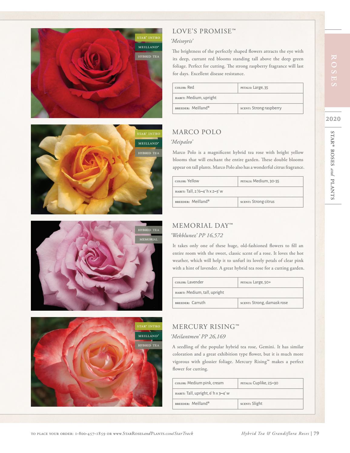 2020 Star® Roses and Plants Catalog by Star® Roses and Plants Issuu