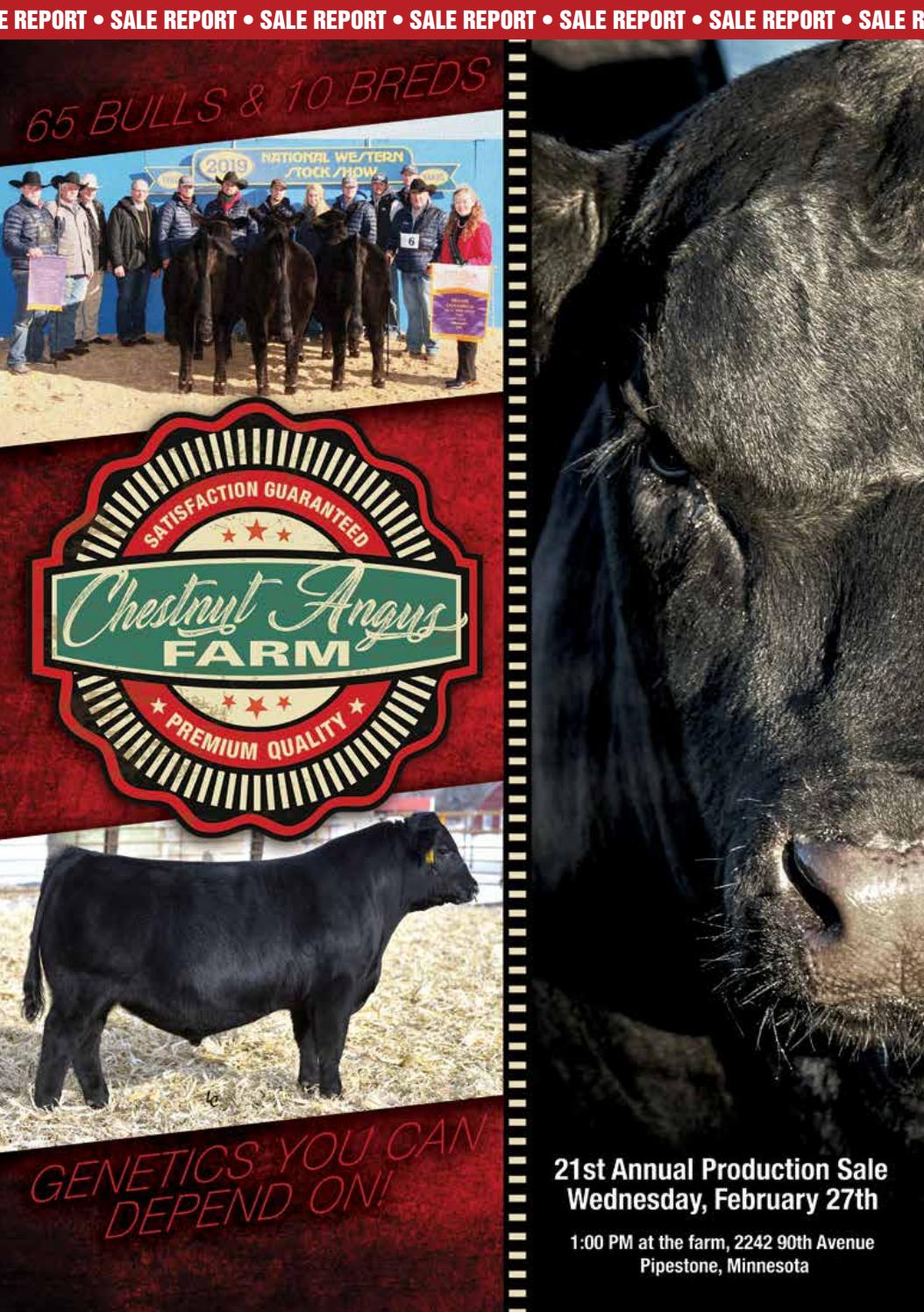 2019 Chestnut Angus Farm Bull Sale Report by Eberspacher Enterprises