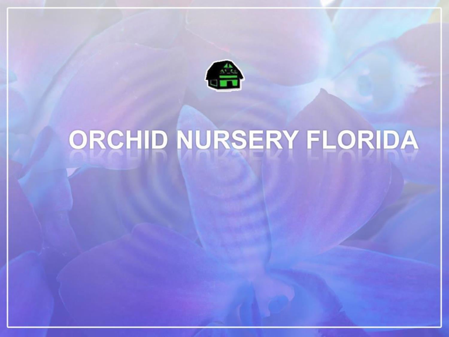 Buy Orchid in Orchid Nursery Florida by Green Barn Orchid Supplies Issuu