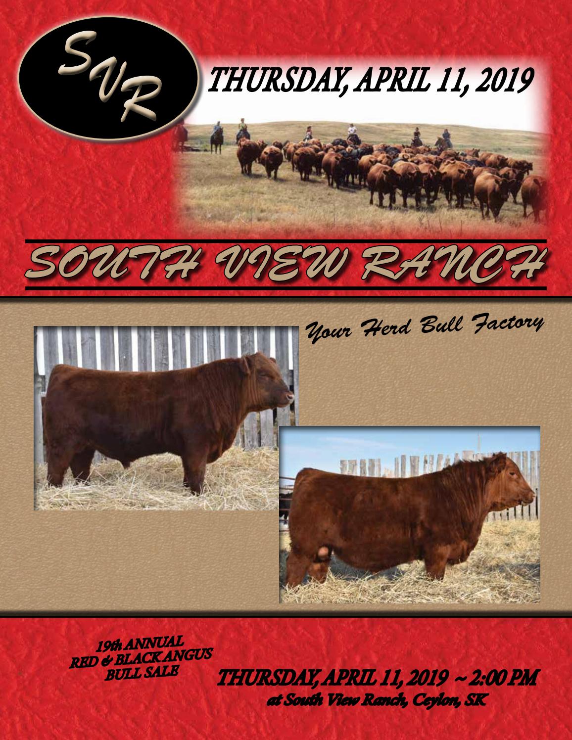South View Ranch 19th Annual Red & Black Angus Bull Sale by Bohrson