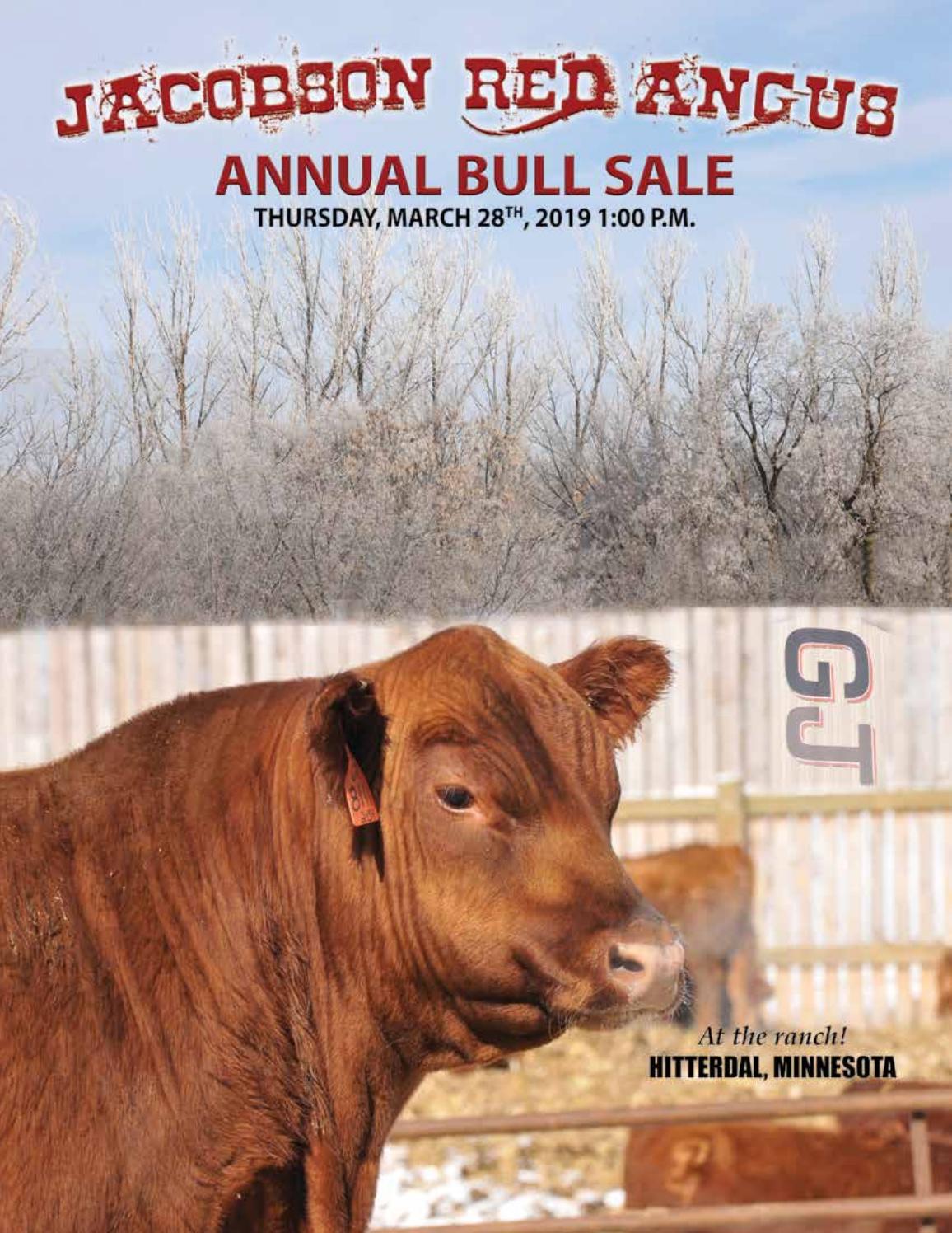 Jacobson Red Angus 2019 Bull & Female Sale by msn5454 Issuu