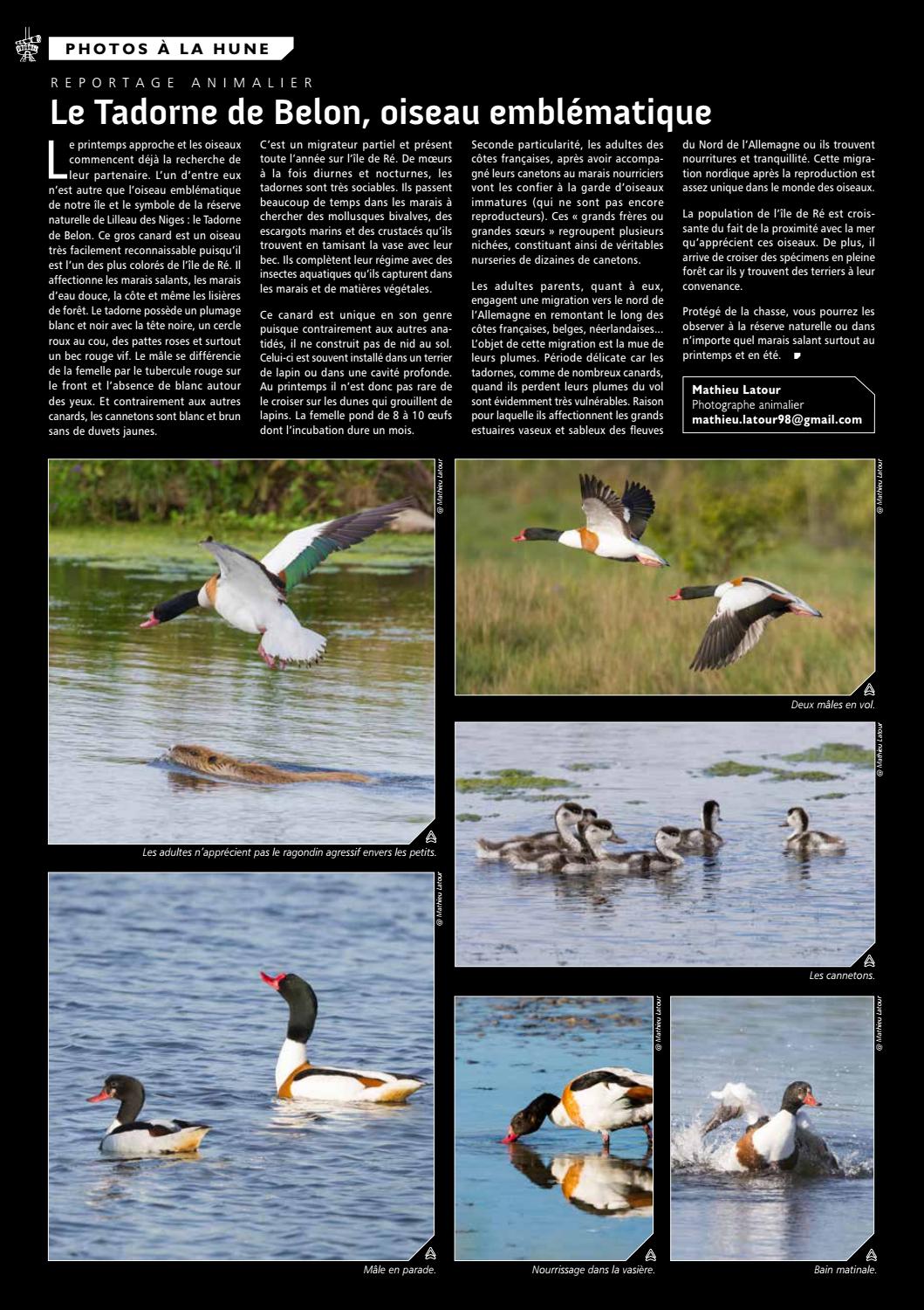 Pie Bavarde Wikipédia