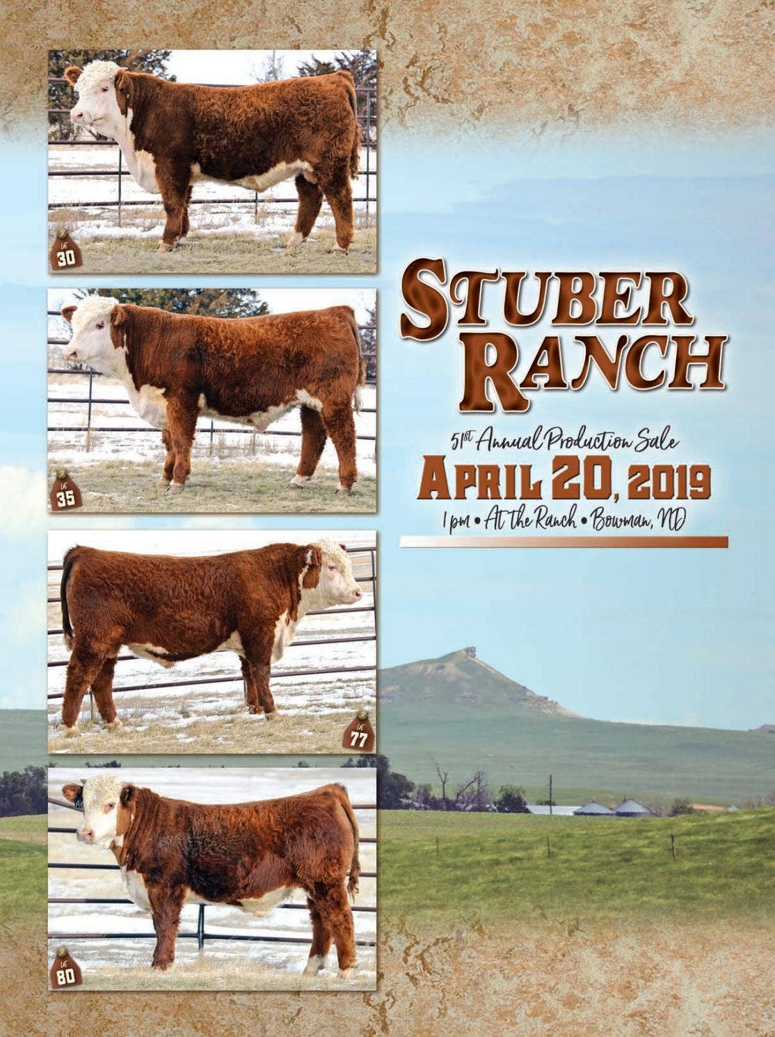 Stuber Ranch Stuber Ranch - 2019 Bull Sale Catalog by LivestockDirect - Issuu