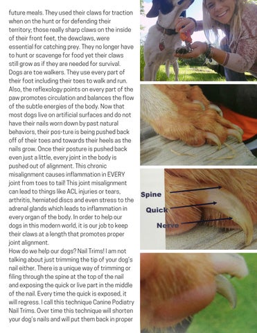 Page 11 of Canine Podiatry
