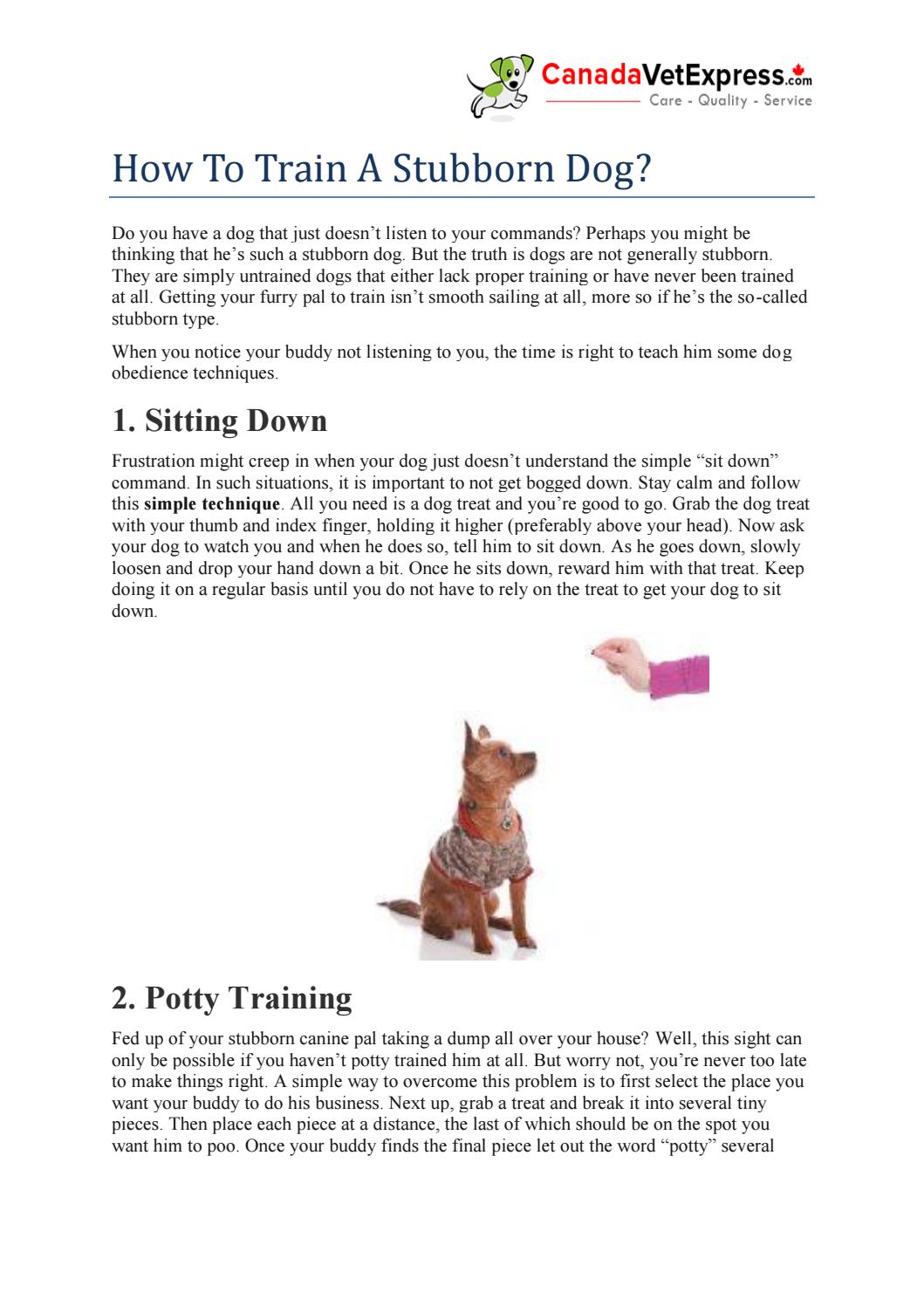How to Train a Stubborn Dog? by CanadaVetExpress Issuu