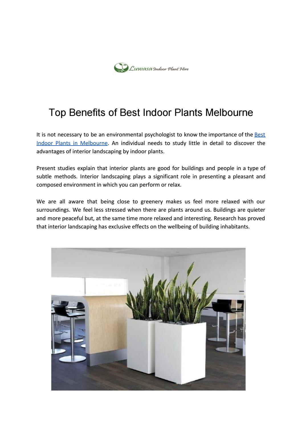 Top Benefits of Best Indoor Plants Melbourne by Luwasa Indoor Plant