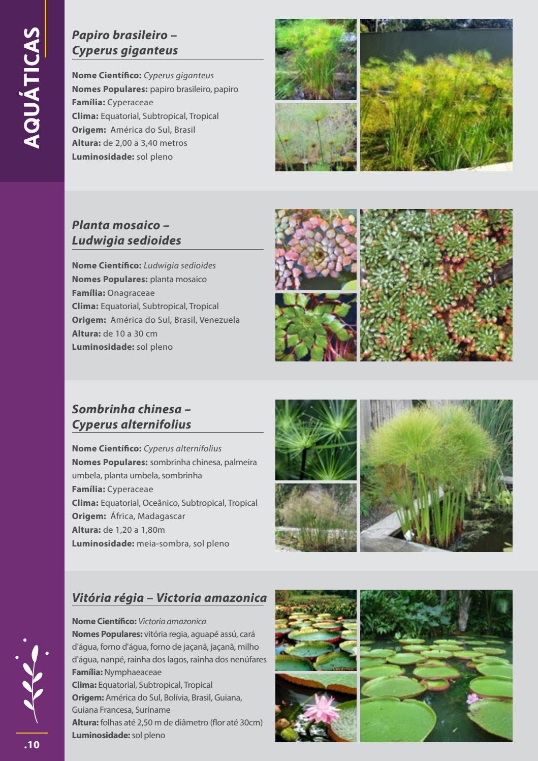 Catálogo de Plantas Paisagismo by karladaquino Issuu