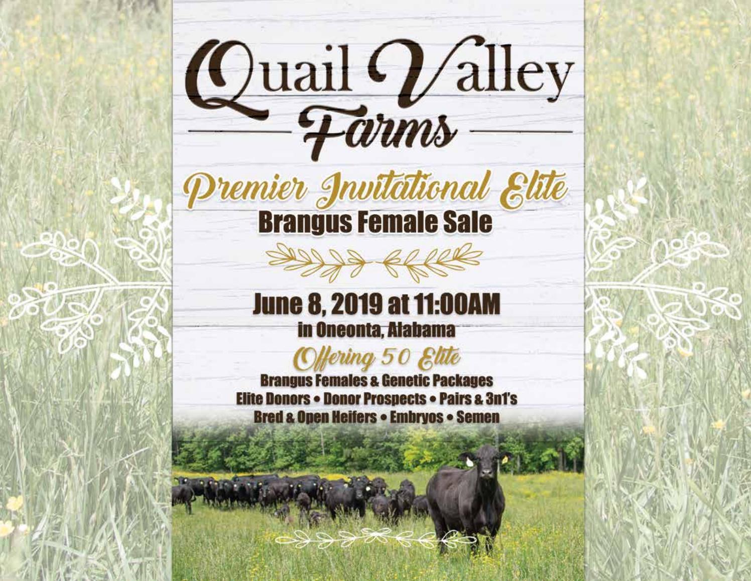 2019 Quail Valley Farms Premier Invitational Elite Brangus Female Sale