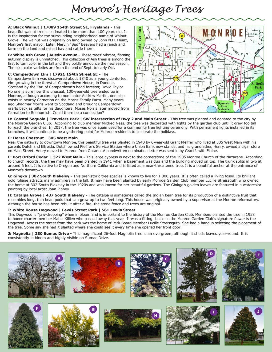 Tree Identification Hand Out Heritage Tree Handout by City of Monroe - Issuu