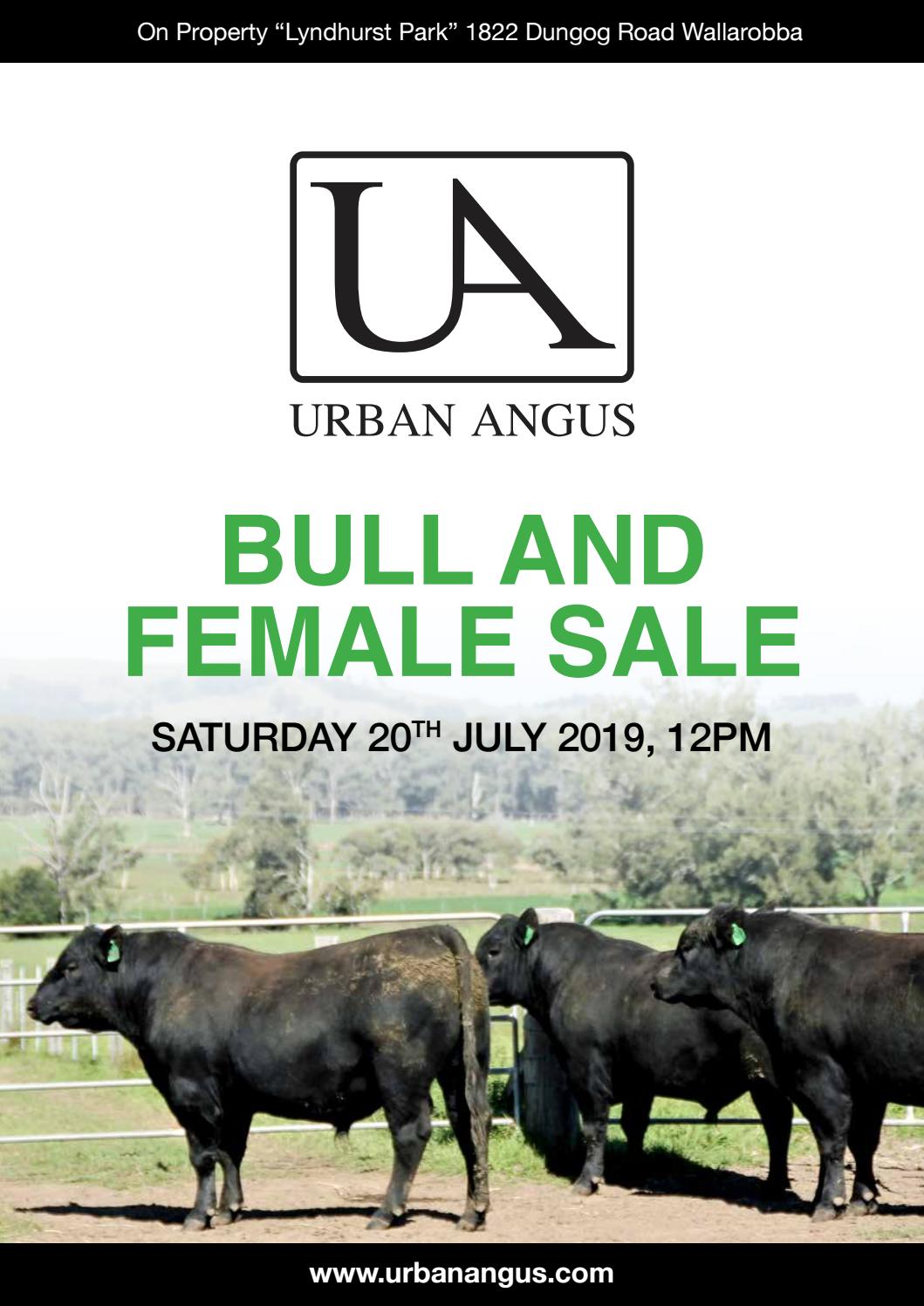 2019 Urban Angus Sale Catalogue by Angus Australia Issuu