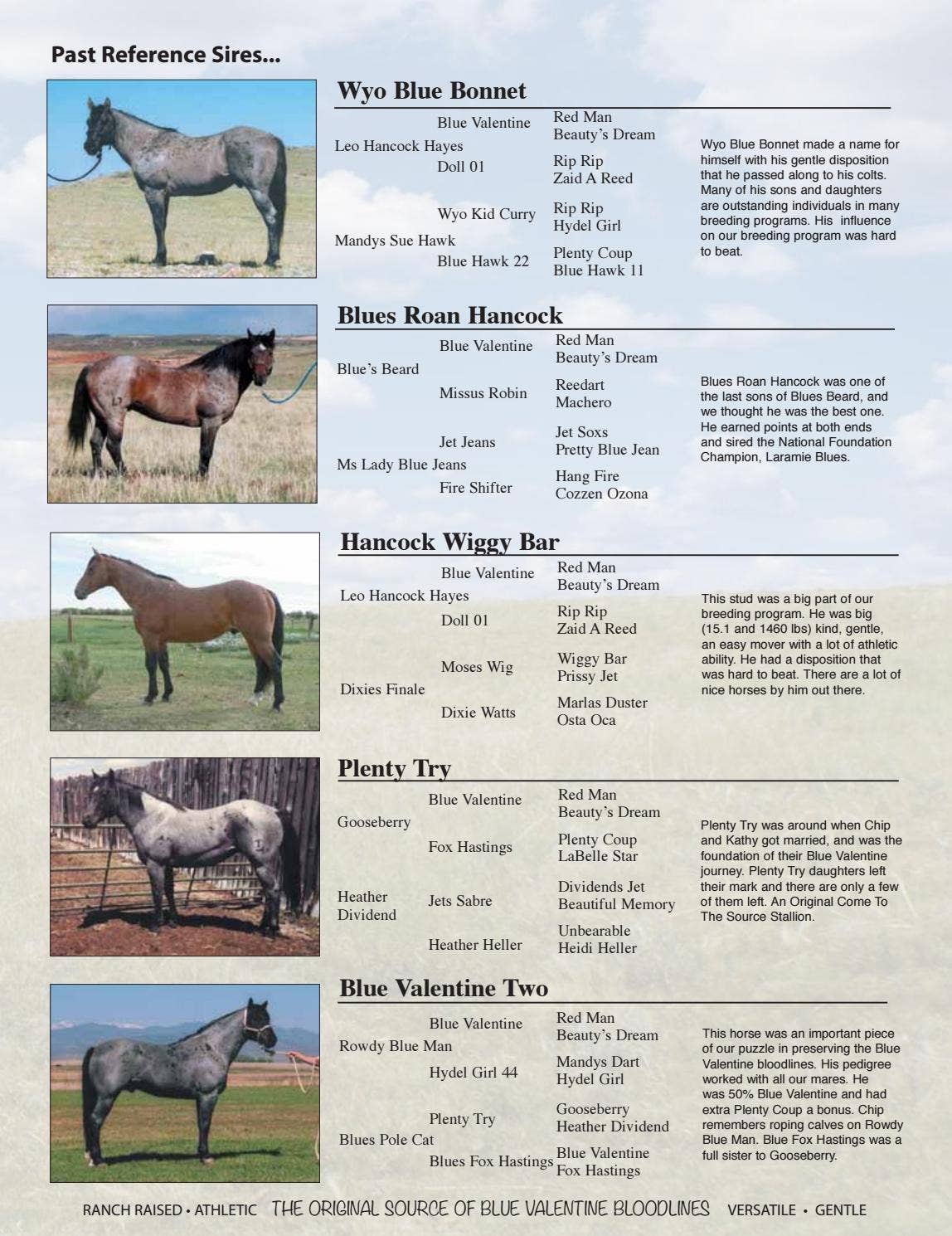 2019 Come To The Source Horse Sale Catalog by Kathy Merritt Issuu