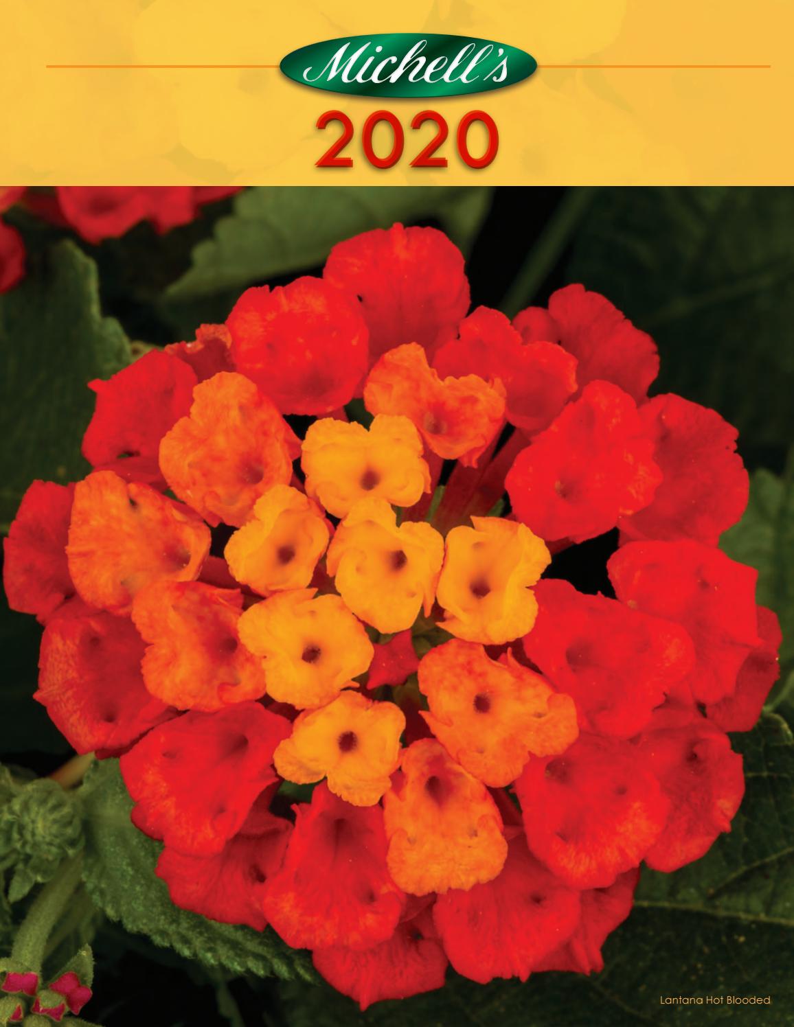 Image of Lantana liberty grandiflora companion plant