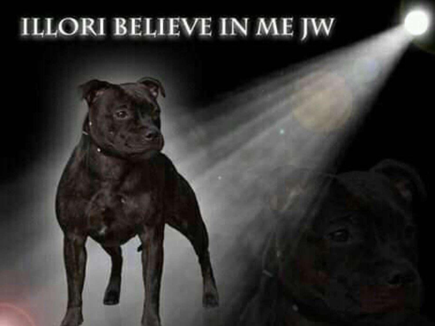 Staffordshire Bull Terrier International Online Magazine - August 2019 |  Vebuka.com