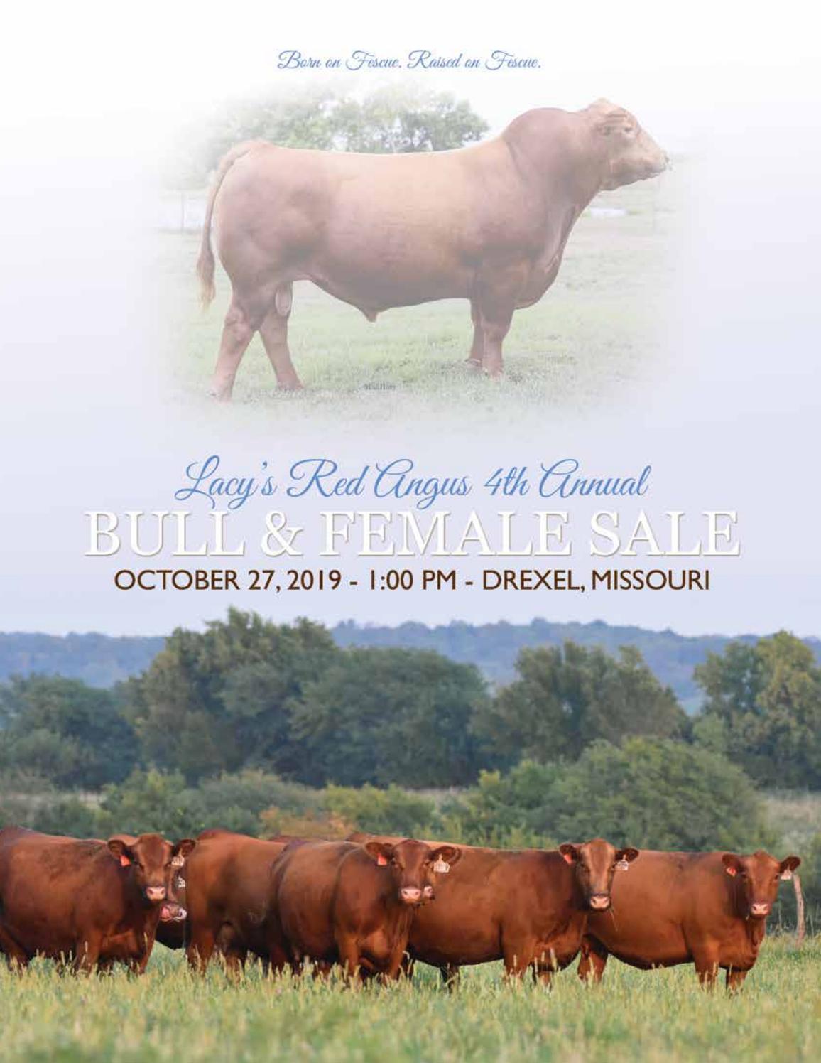 Lacy's Red Angus Annual Production Sale by Tracy McMurphy Issuu