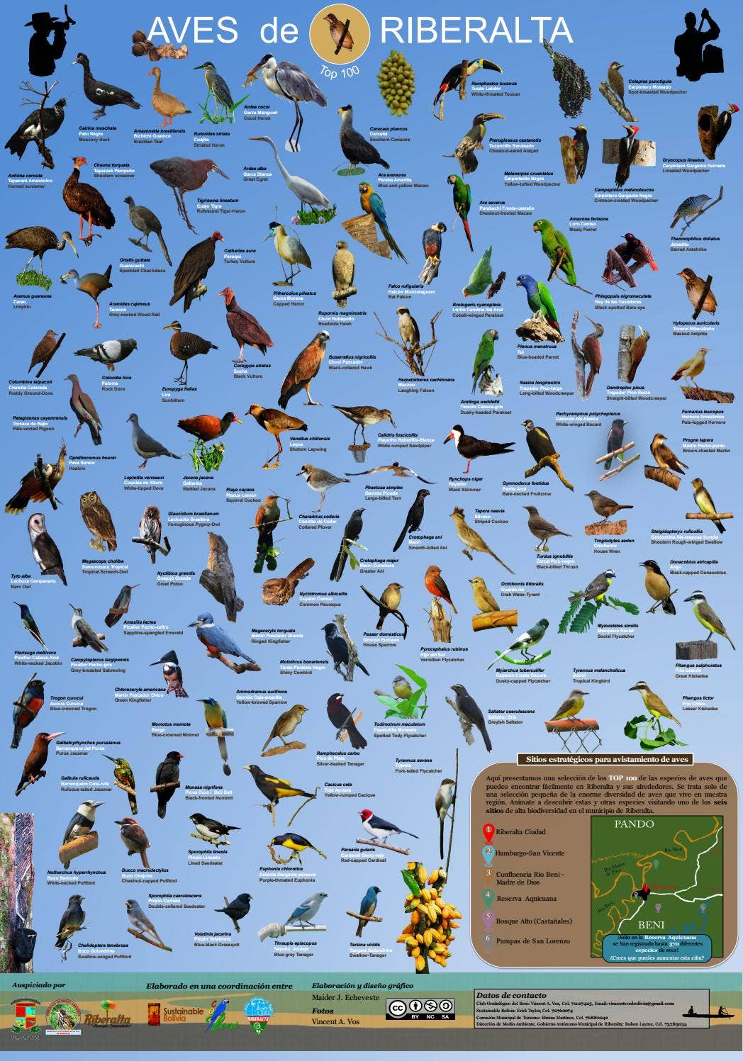 Top 100, aves de Riberalta by Vincent Vos - Issuu, image size:1048x1497