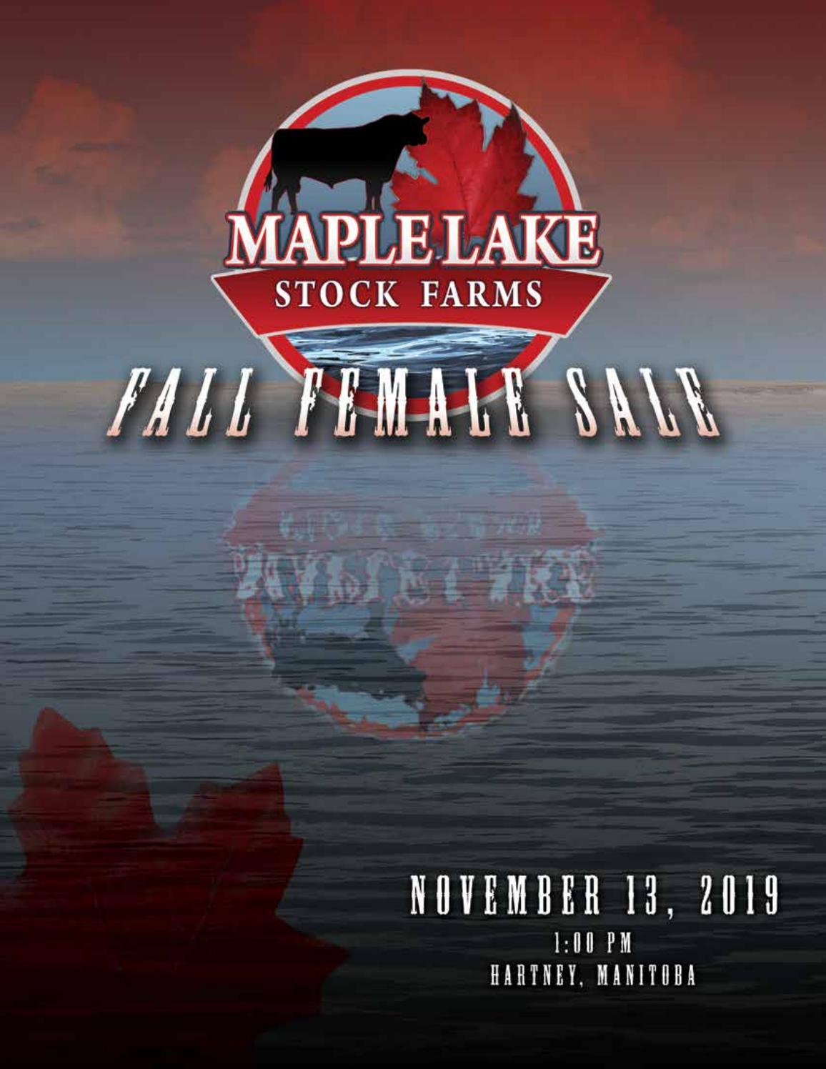 Maple Lake Stock Farms Fall Female Sale by Today's Publishing Inc. Issuu