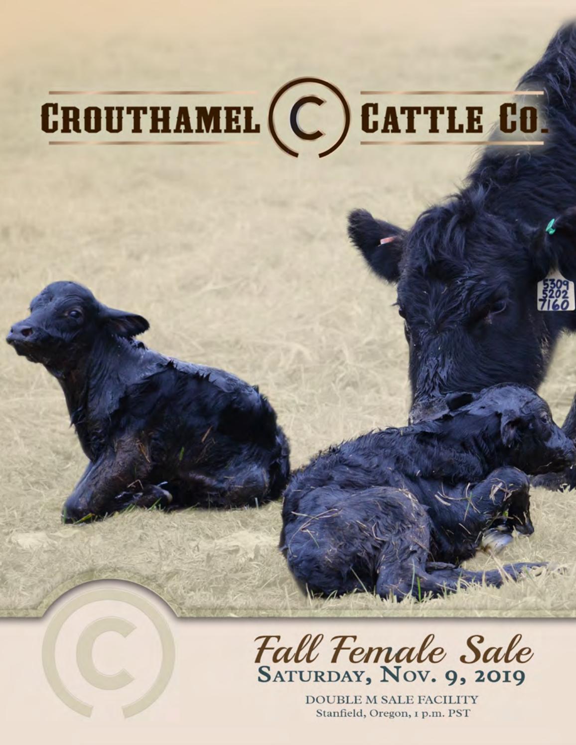 sheepdog sales 2019