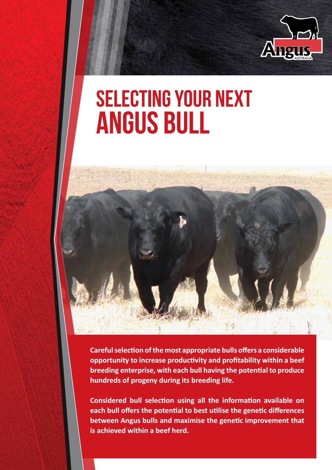 Selecting Your Next Angus Bull by Angus Australia - Issuu