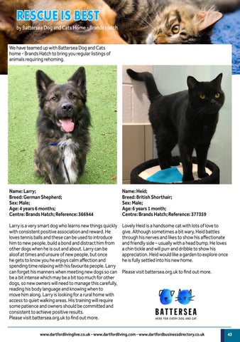 battersea dogs home brands hatch dogs for rehoming