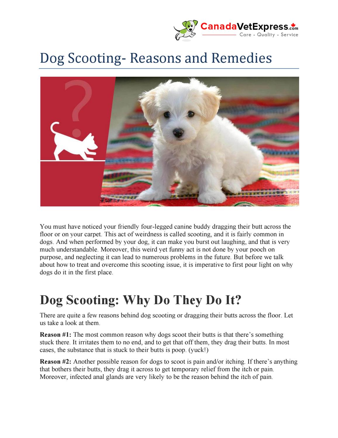 Dog Scooting Reasons And Remedies Canadavetexpress By