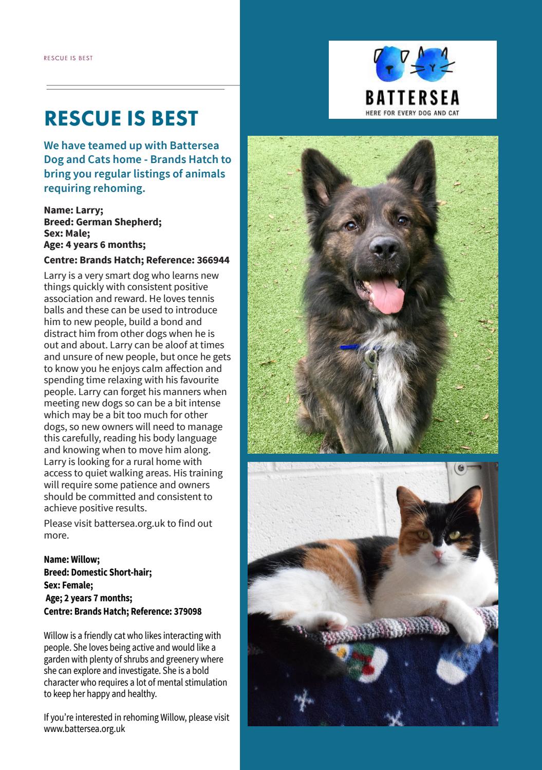 brands hatch dog rescue