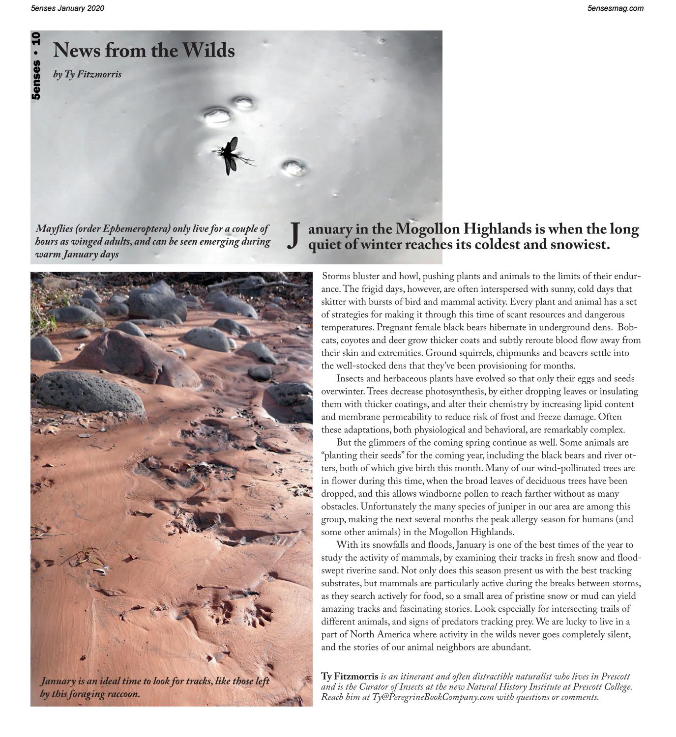News From the Wilds by 5enses - Issuu