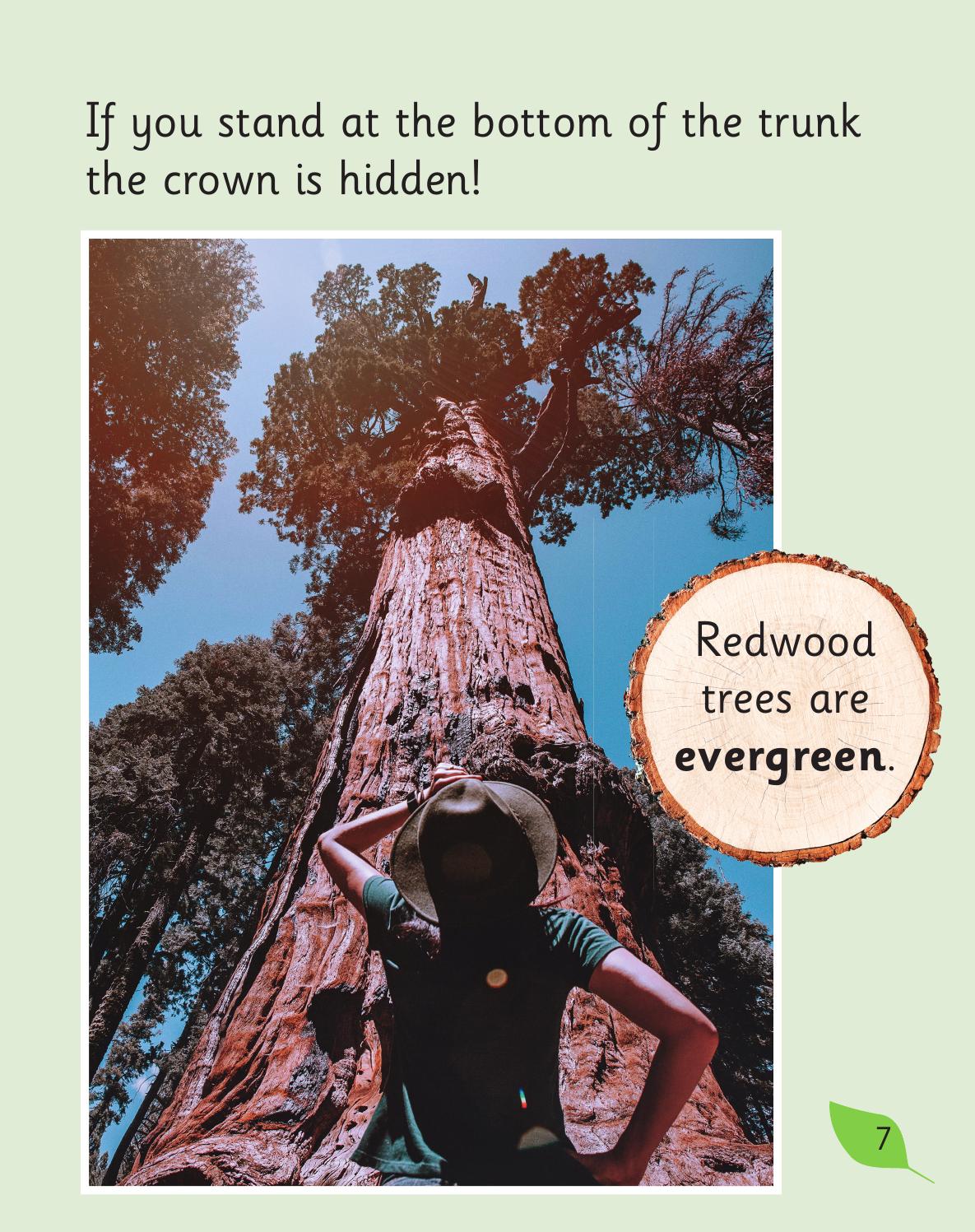 Terrific Trees by Collins Issuu