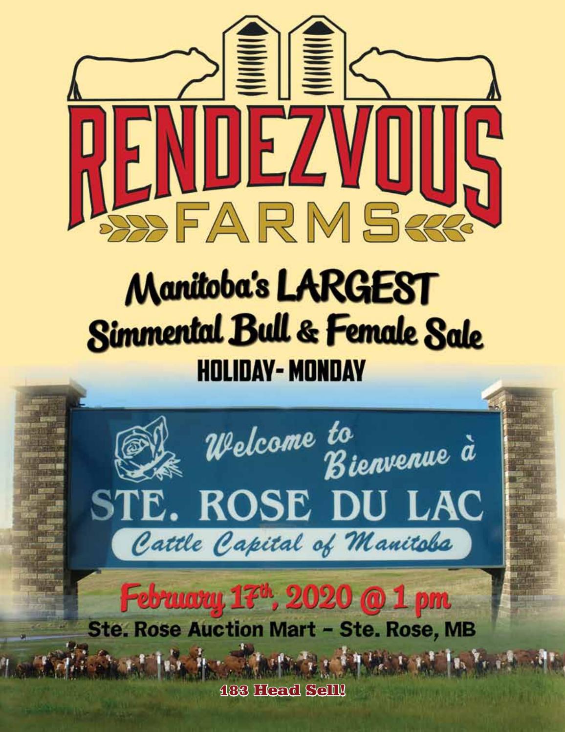 RENDEZVOUS FARMS 16TH ANNUAL "HOLIDAY MONDAY" SIMMENTAL BULL & FEMALE