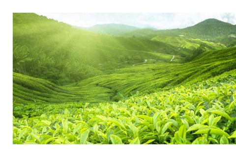 Thomas Teas 第 2 页