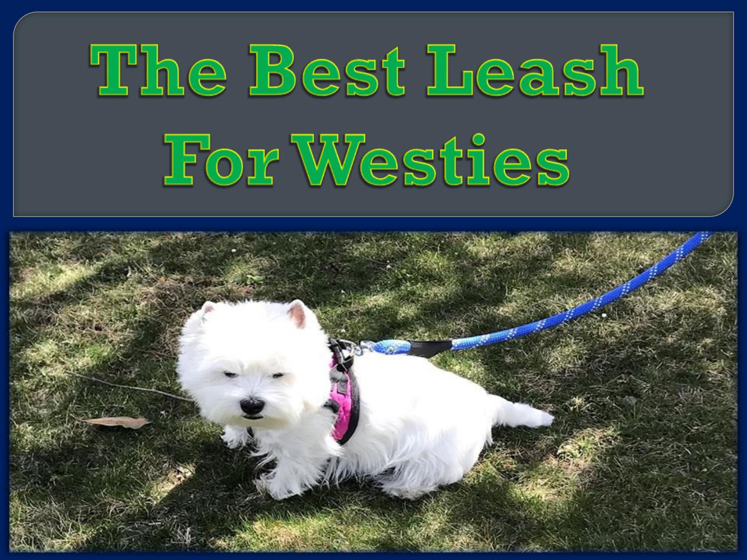 best dog harness for westies