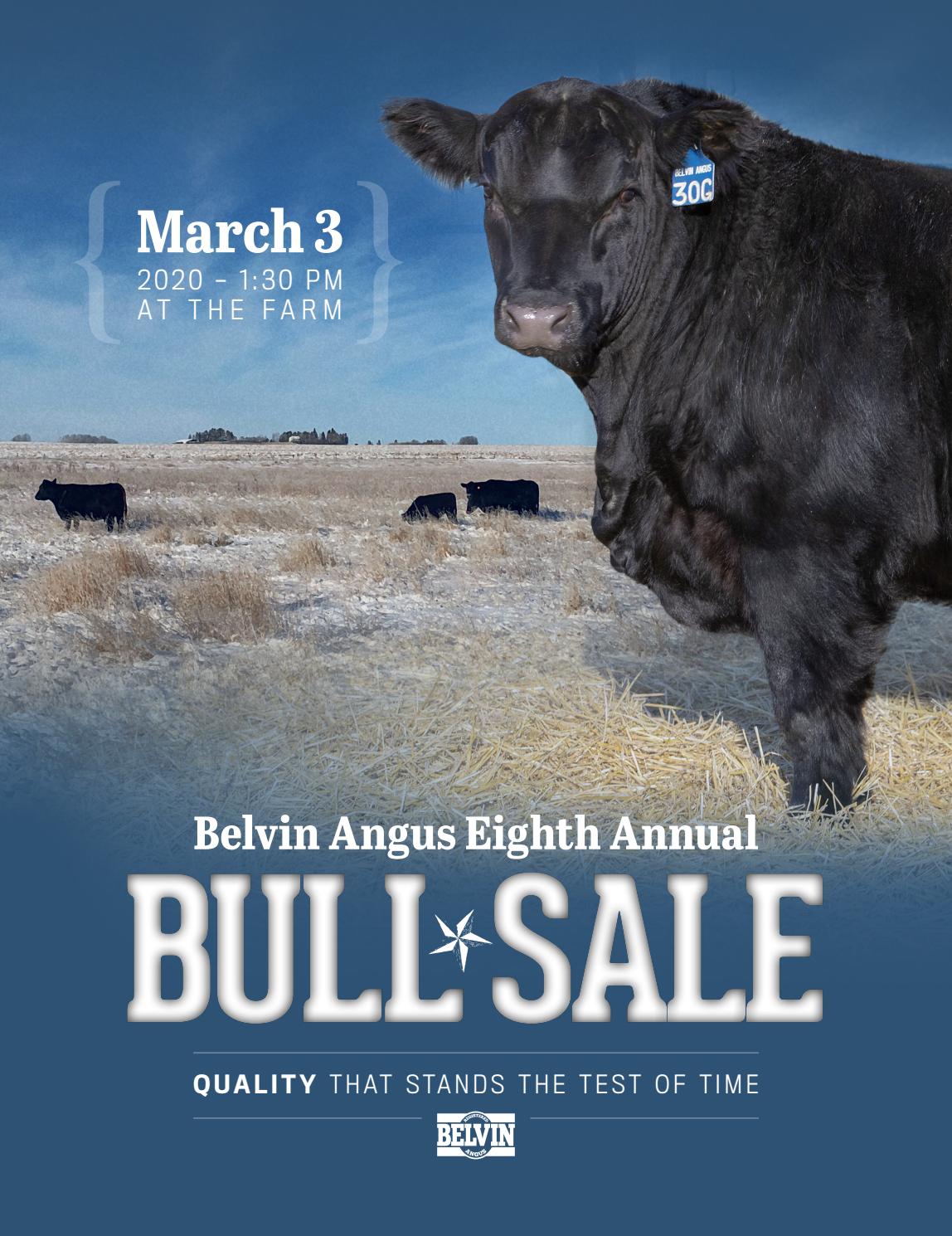 2020 Belvin Angus Bull Sale by Catalogs by Top Stock Issuu