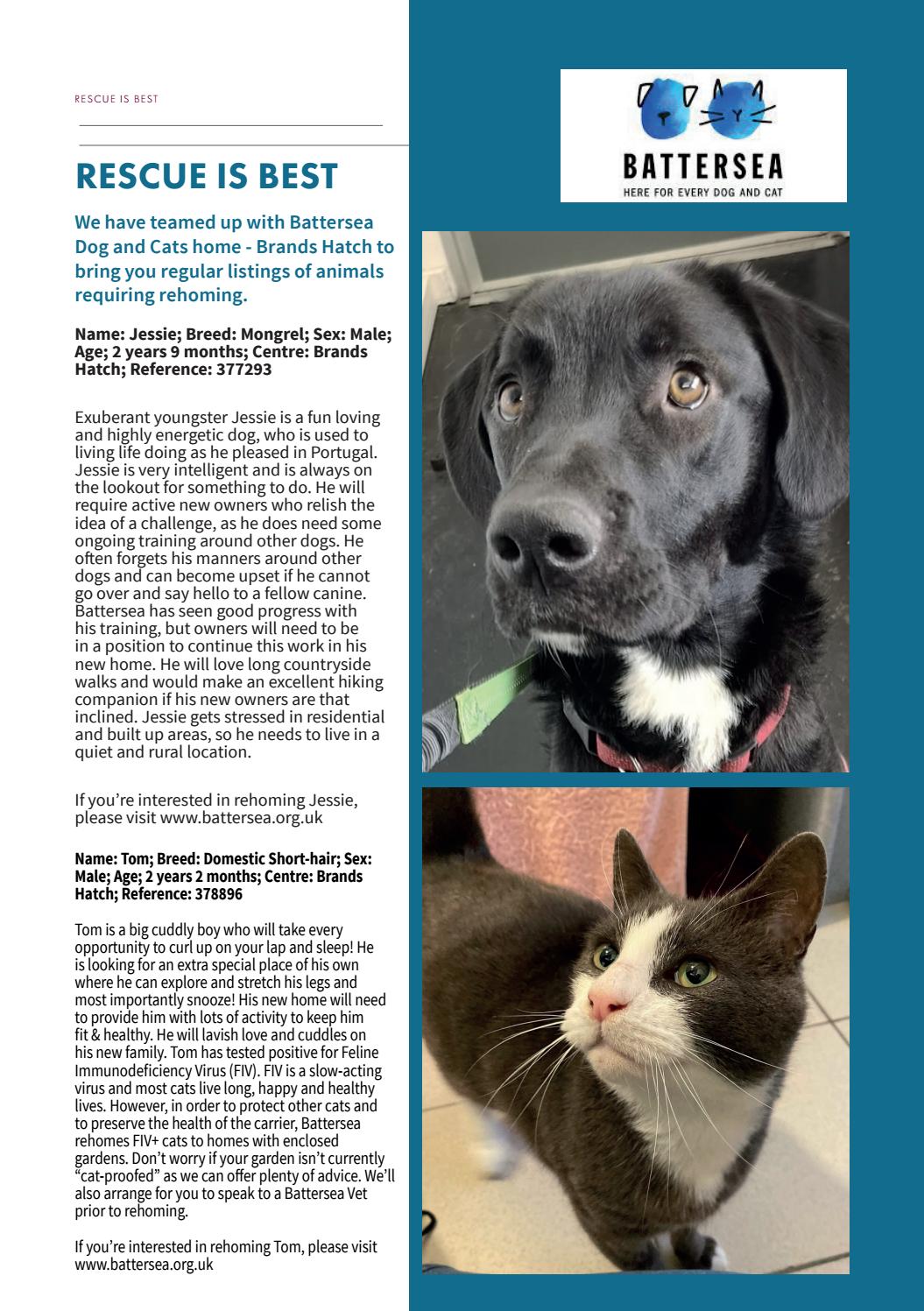 brands hatch dog rescue