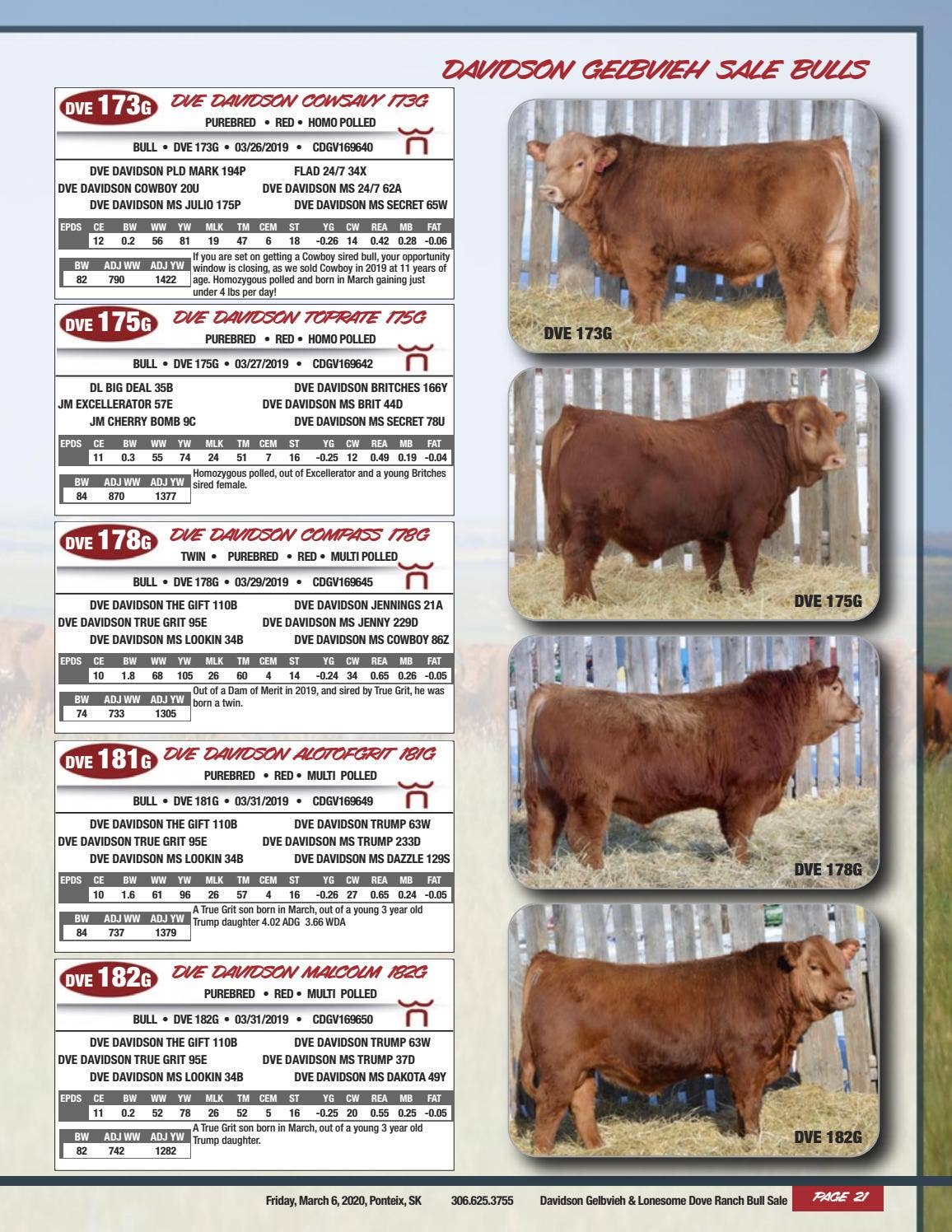 Davidson & Lonesome Dove Ranch Gelbvieh Bull Sale 2020 by DLMS ...