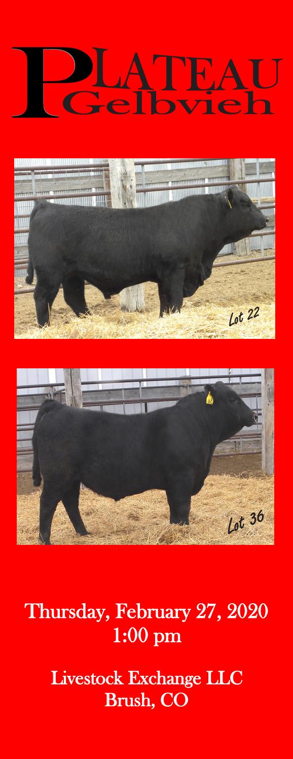 Plateau Gelbvieh Annual Bull Sale by American Gelbvieh Association Issuu