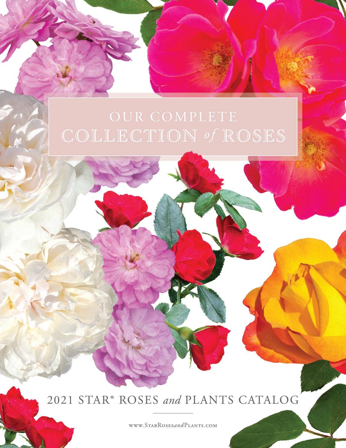 Pink Roses Catalo 2021 Star® Roses and Plants Rose Catalog by Star® Roses and Plants - Issuu