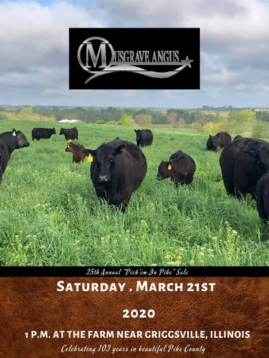 2020 Musgrave Angus Sale Catalog by Ranch House Designs Issuu