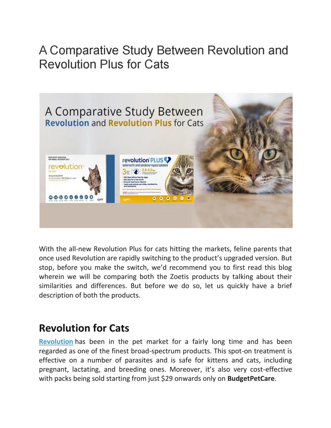 revolution pregnant cat