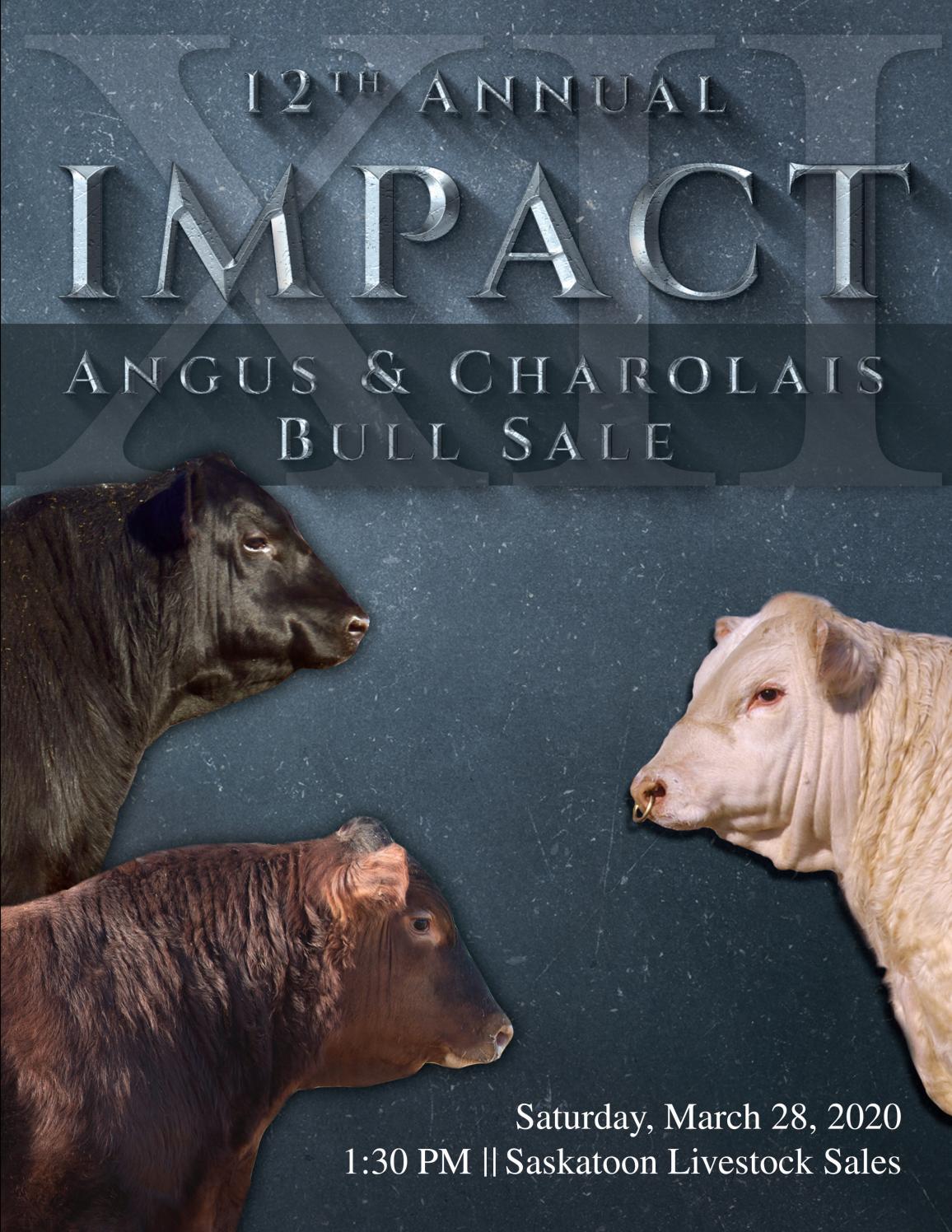 Impact Angus Charolais Bull Sale By Today s Publishing Inc Issuu