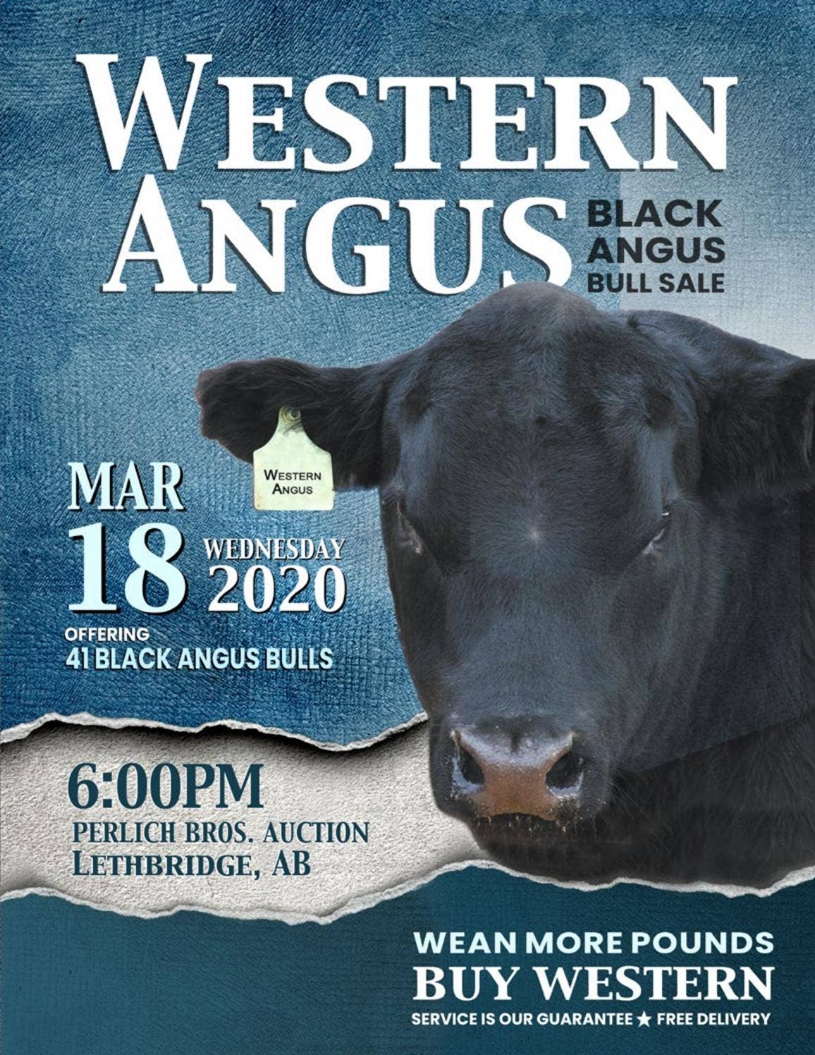 16th Annual Western Angus Bull Sale by Coyote Publishing Ltd. Issuu