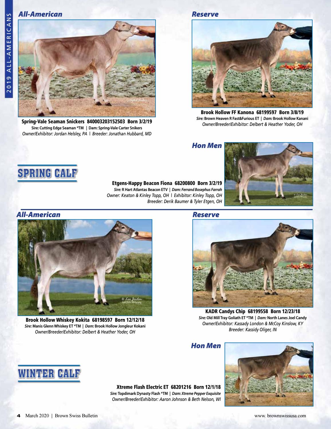 brooks mach 19 mens brown