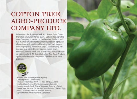 Made In Belize Product 灯饰目录 第 17 页