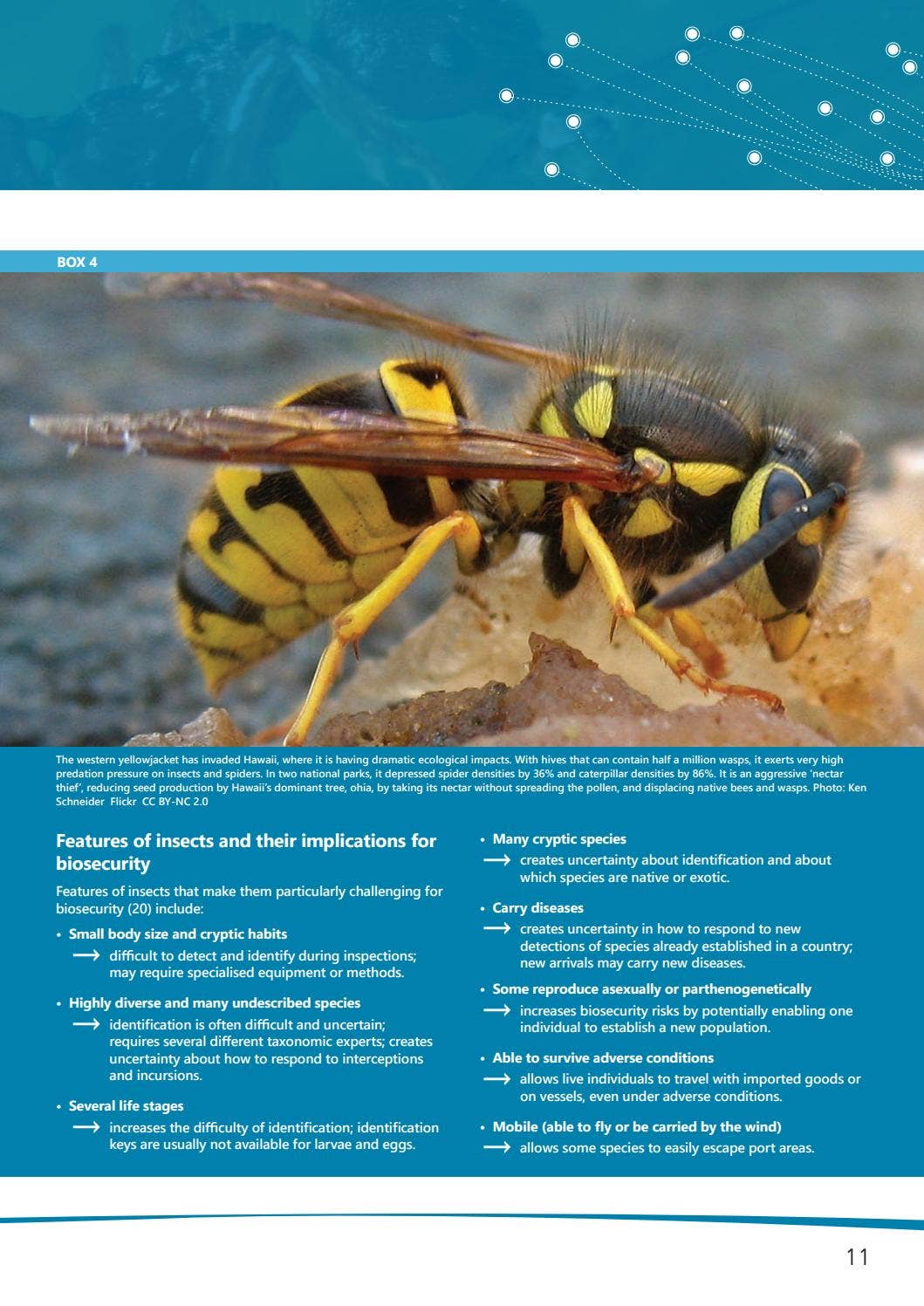 Health Risks From Insects Invasive Insects: Risks and Pathways Project by Invasive Species ...