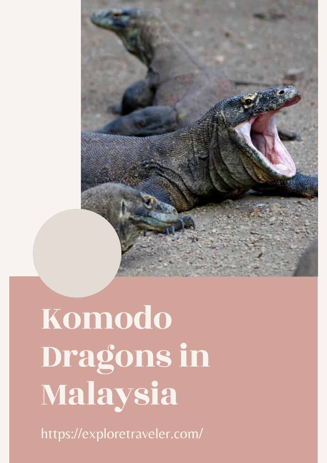 Komodo Dragons In Malaysia By John Gentry Issuu
