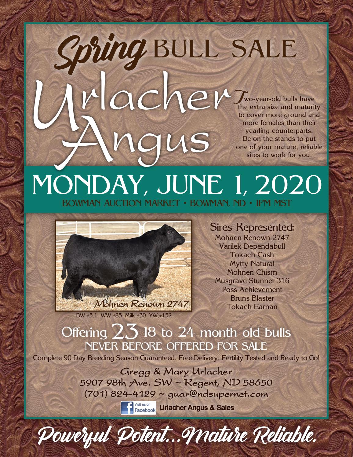 Urlacher Angus 2020 Spring Bull Sale by TriState Livestock News