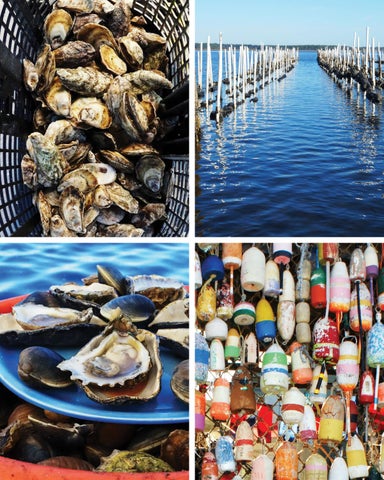 Gulf Coast Oysters ( 预览 ) 第 18 页