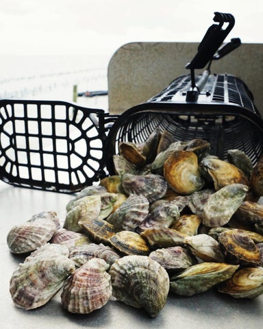 Gulf Coast Oysters ( 预览 ) 第 9 页