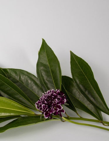 Floriography: Bridging Traditional and 现代 Forms of Communication 第 11 页