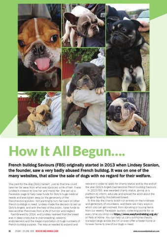 french bulldog saviours rescue